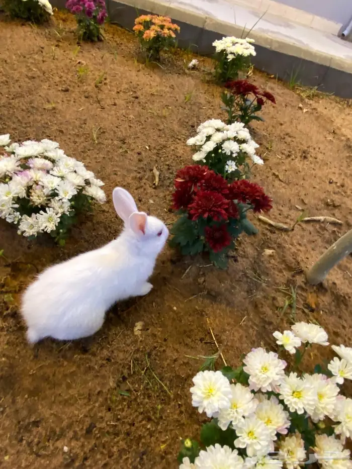 ارانب صغار للبيع 0