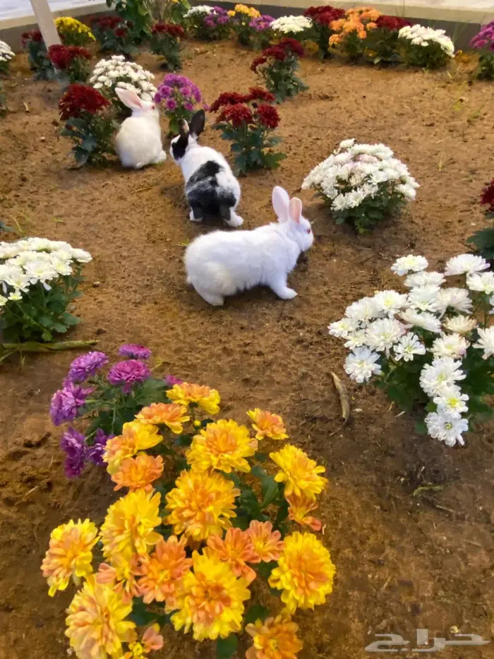 ارانب صغار للبيع 2