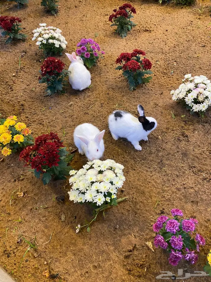 ارانب صغار للبيع 4