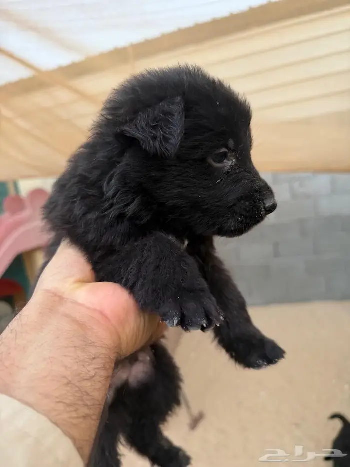 كلاب جرو جيرمان شيبرد 1