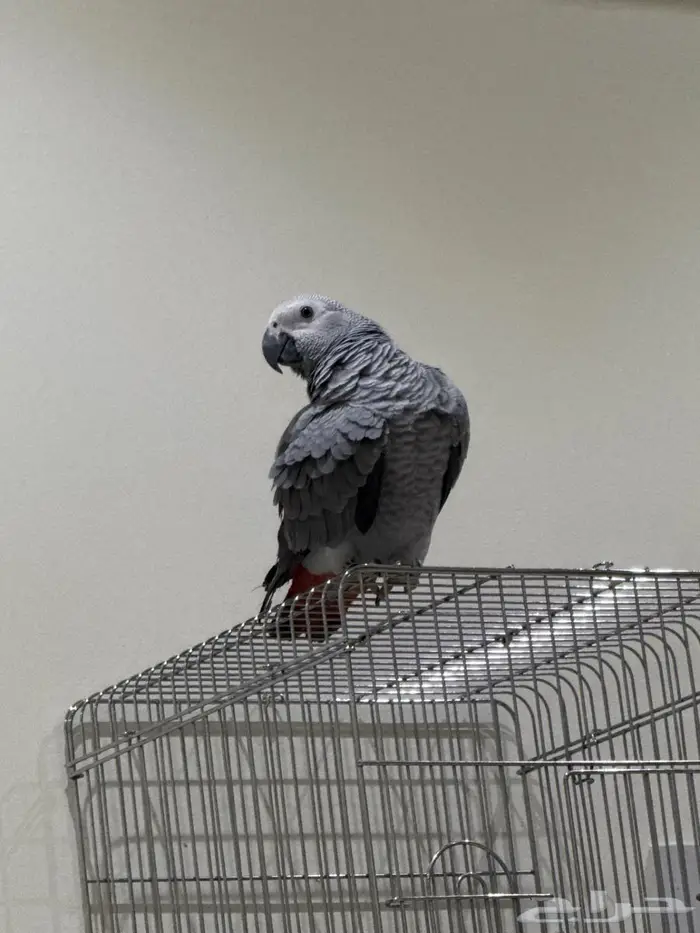 كاسكو افريقي الليف ومتكلم 0