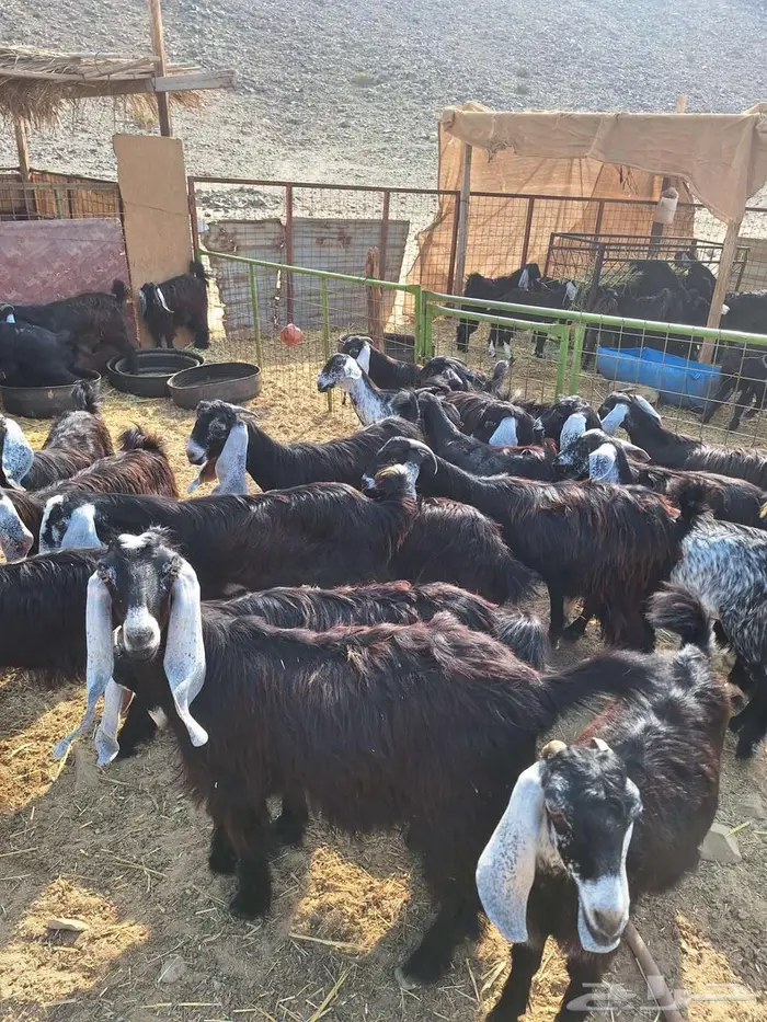 طليان حري ورخال حرية وتيوس وجفار 7