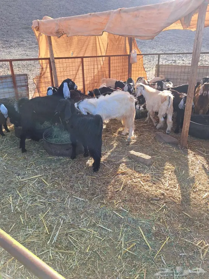 طليان حري ورخال حرية وتيوس وجفار 6