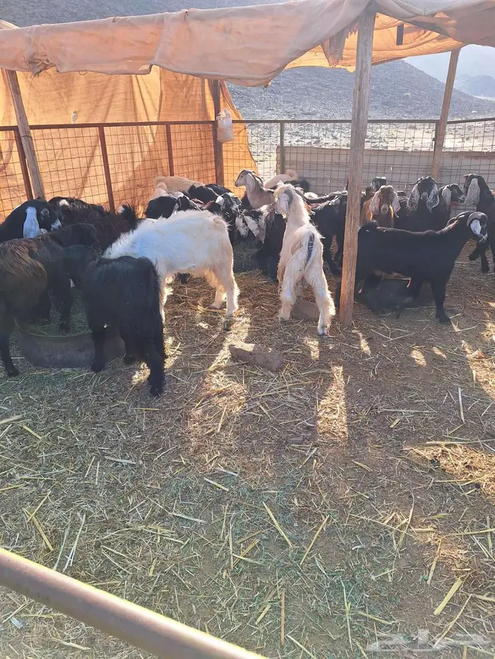 طليان حري ورخال حرية وتيوس وجفار 5