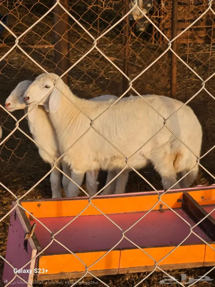 نعجه ورخله للبيع 2
