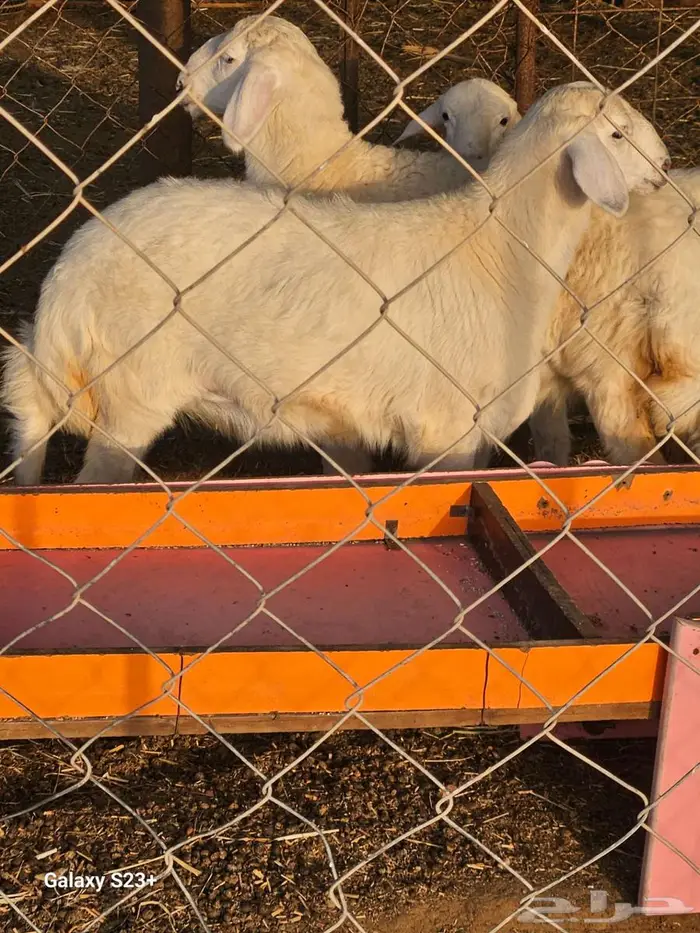 نعجه ورخله للبيع 3