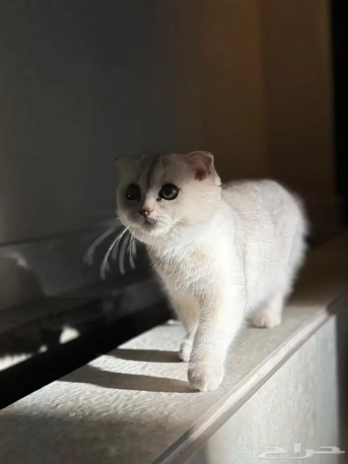 قطه انثى للبيع عمر سنه ( احتمال تكون حامل ) 0