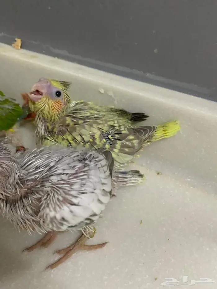 فروخ كنيور وكوكتيل 2