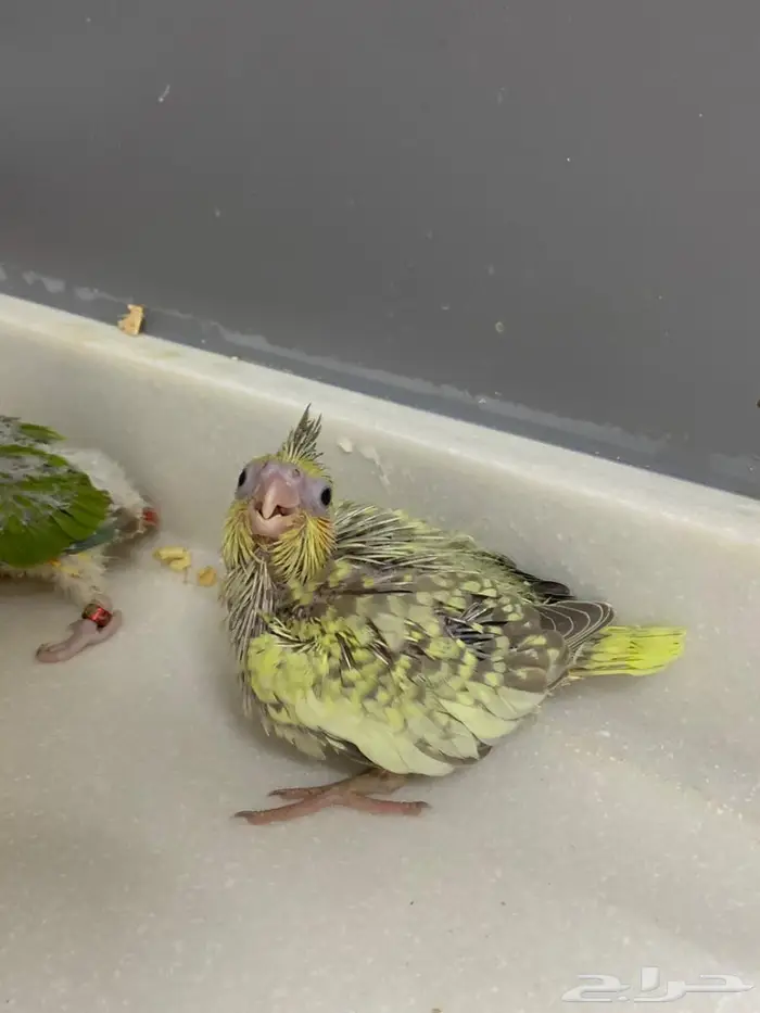 فروخ كنيور وكوكتيل 3