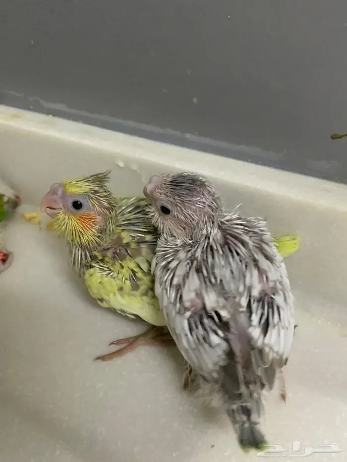 فروخ كنيور وكوكتيل 1