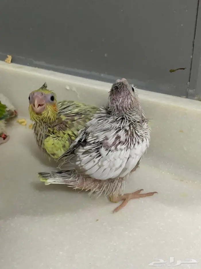 فروخ كنيور وكوكتيل 0