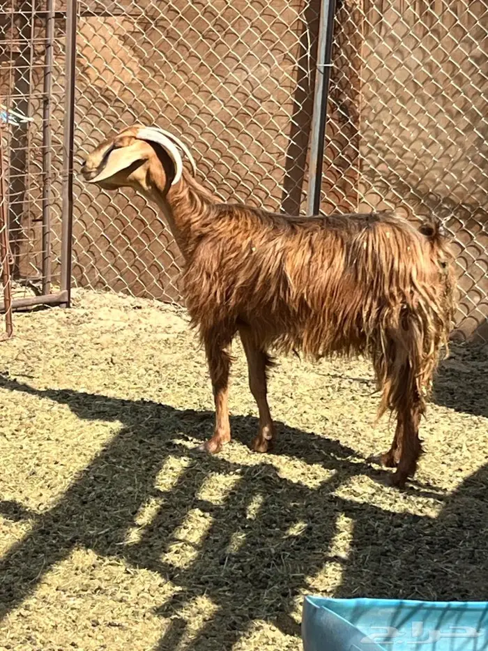 عنز حليب بولدها رباع 1