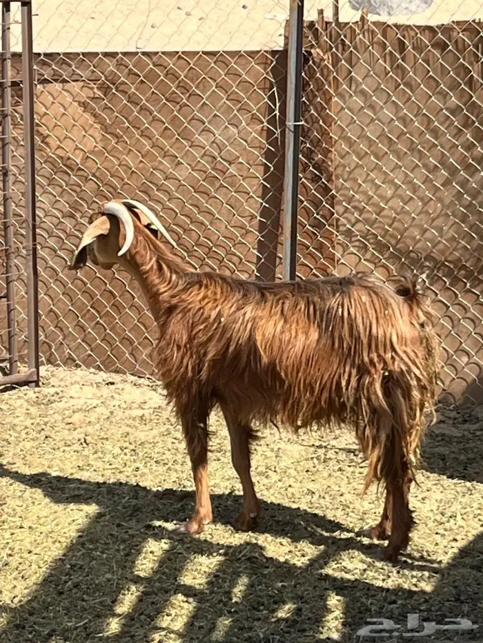 عنز حليب بولدها رباع 0