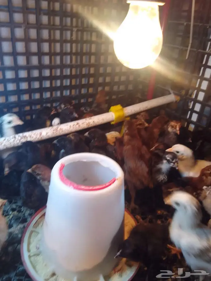 صيصان دجاج بلدي للبيع 0