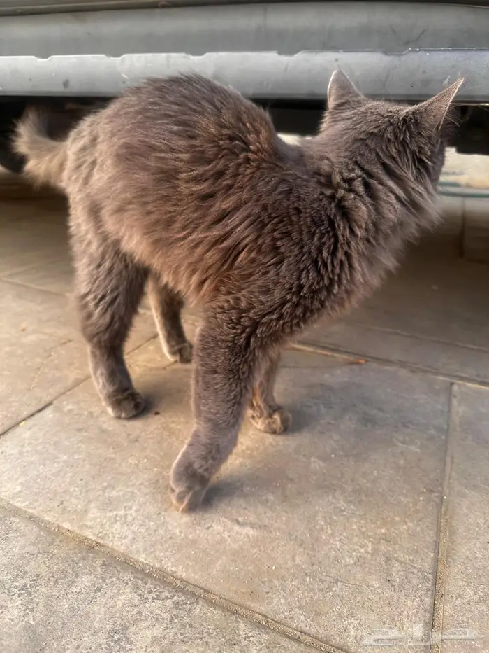 قطه انثى شيرازي للتبني 1