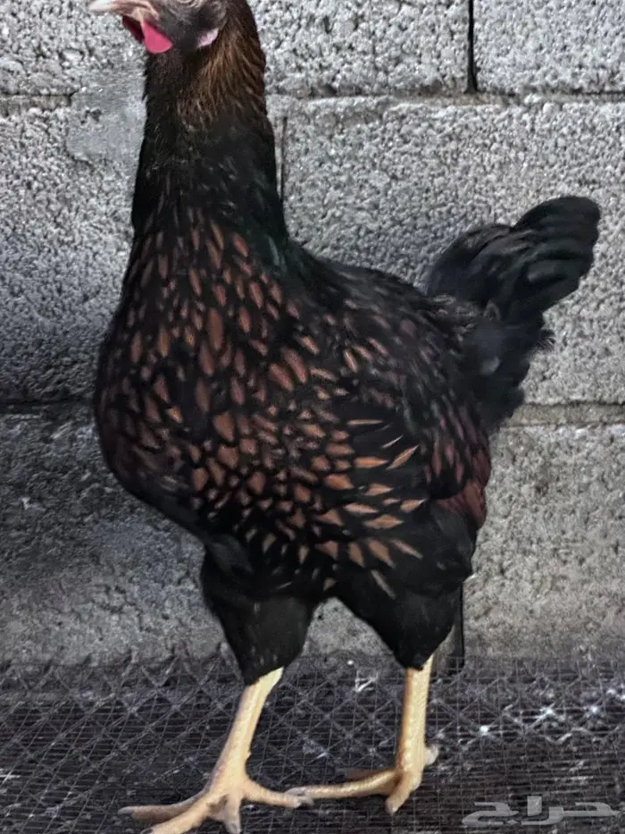 دجاج سبرت احجام كبيرة - الباحة 0