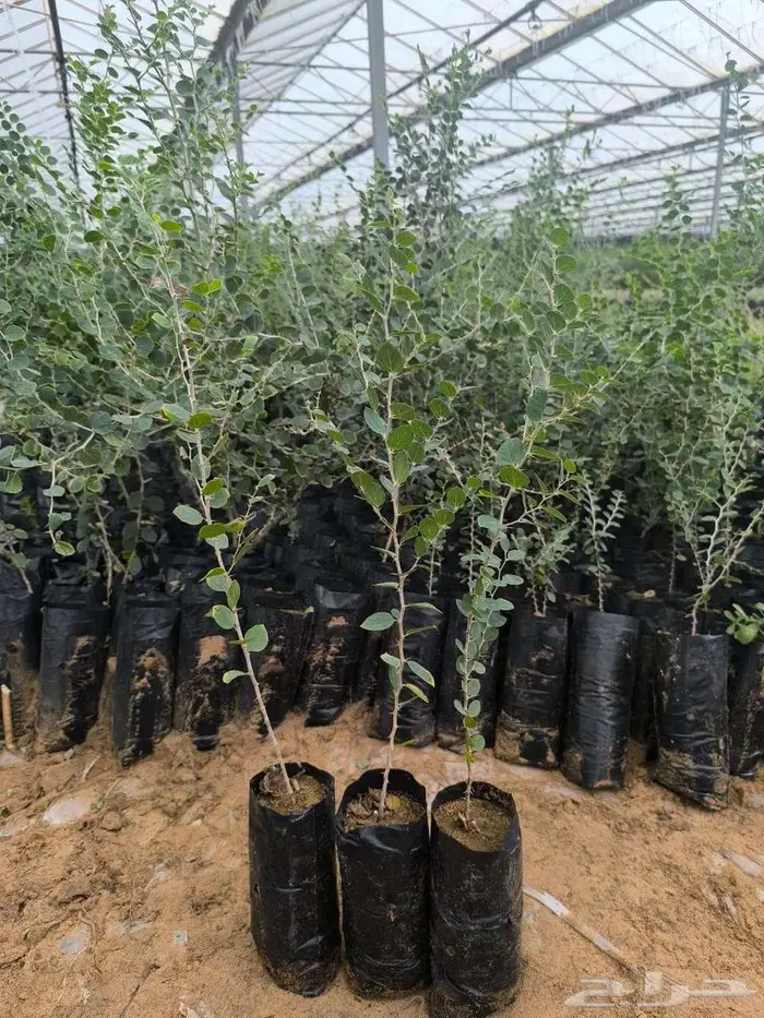 شتلات وأشجار 2