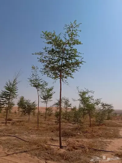 شتلات وأشجار index