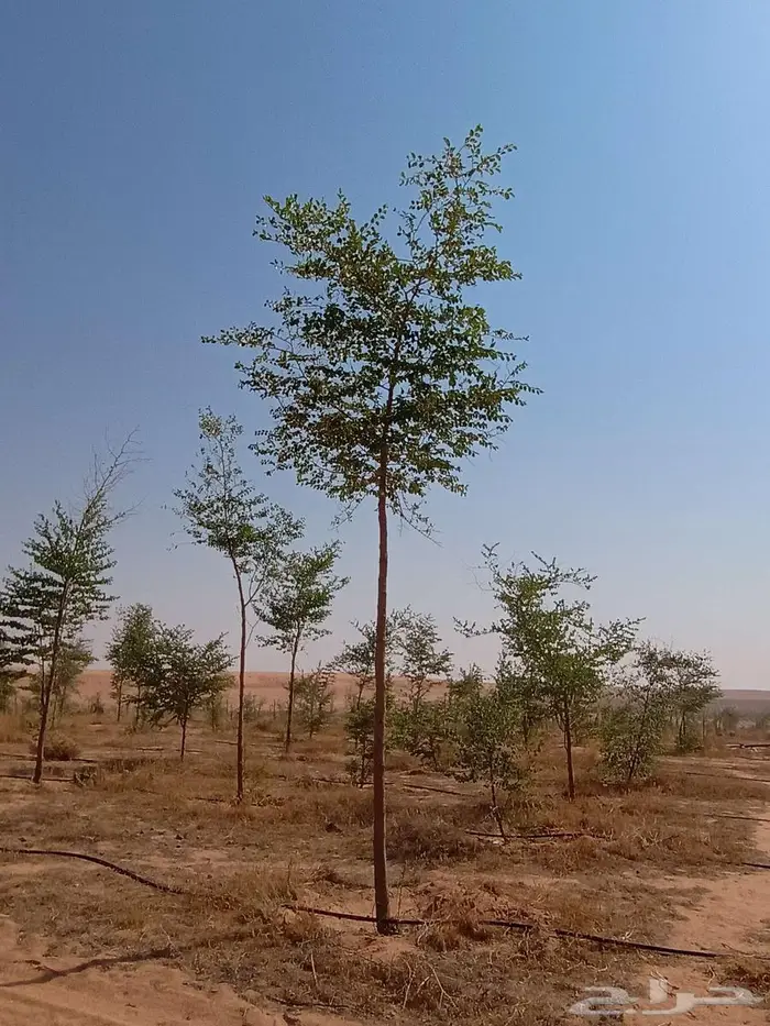 شتلات وأشجار 0