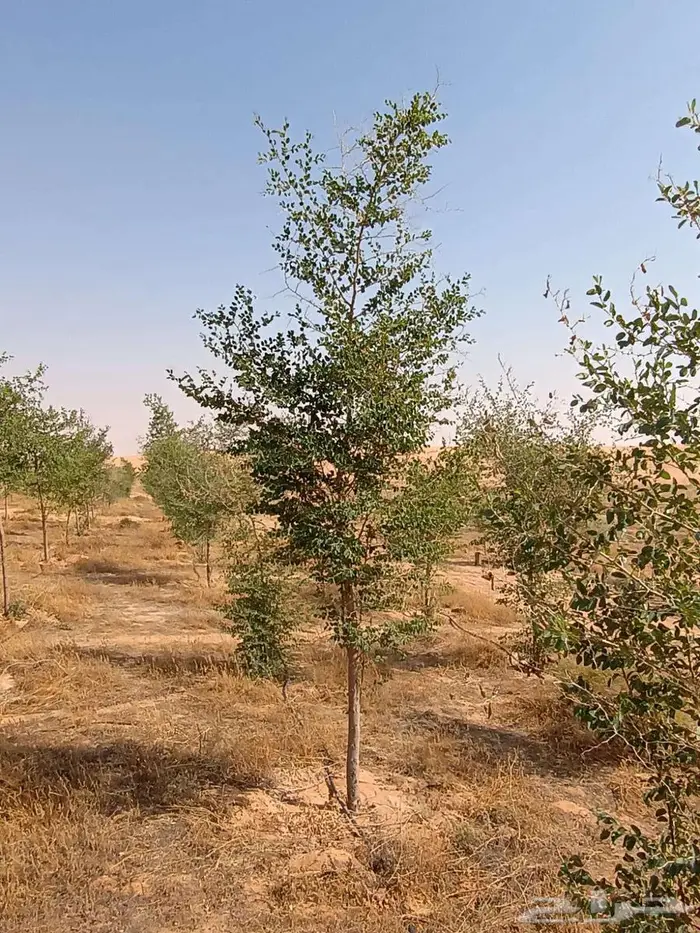 شتلات وأشجار 1