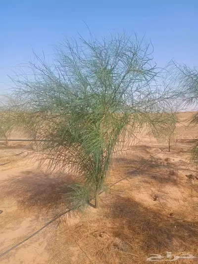 شتلات وأشجار index