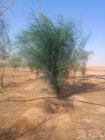 شتلات وأشجار index