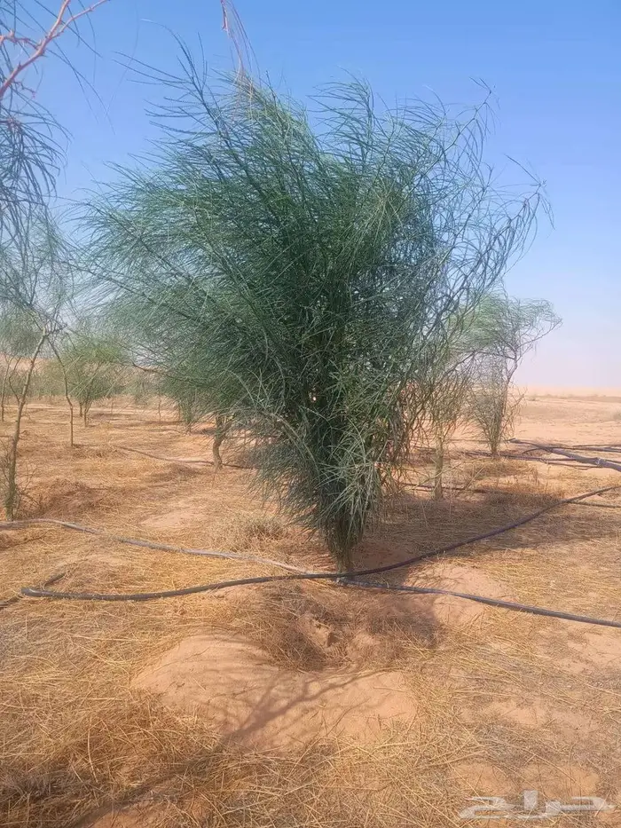 شتلات وأشجار 3