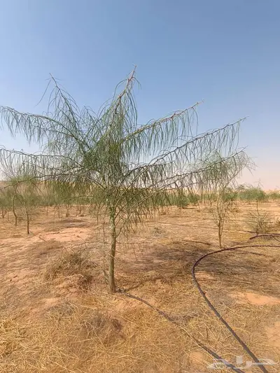 شتلات وأشجار index