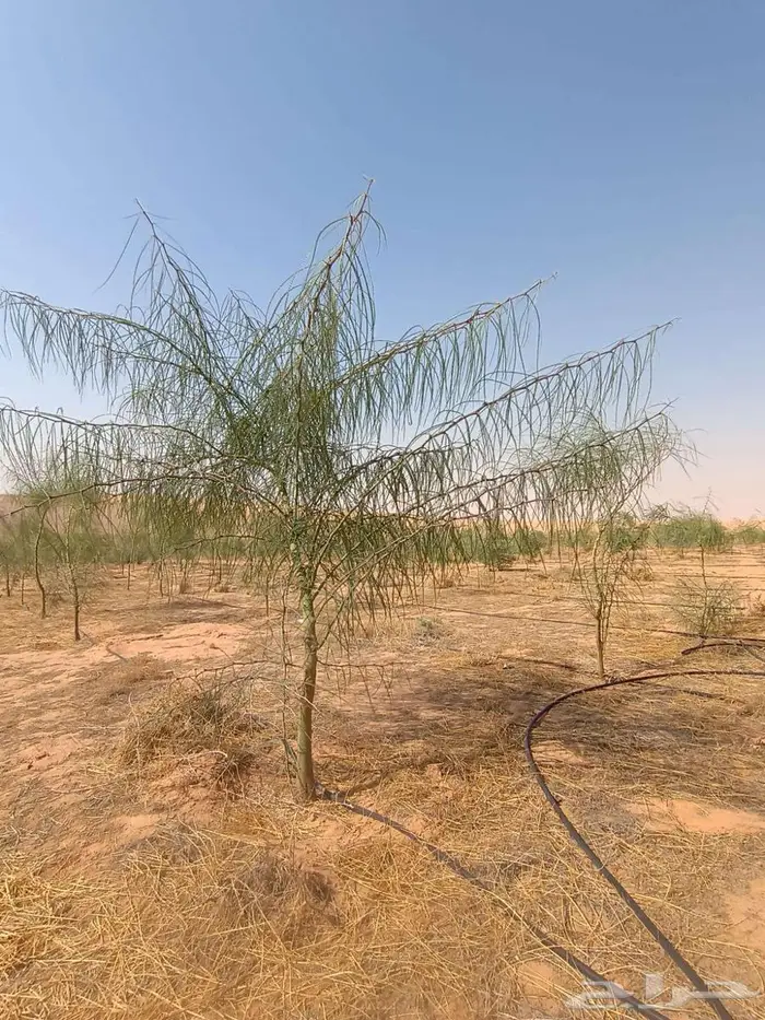 شتلات وأشجار 5