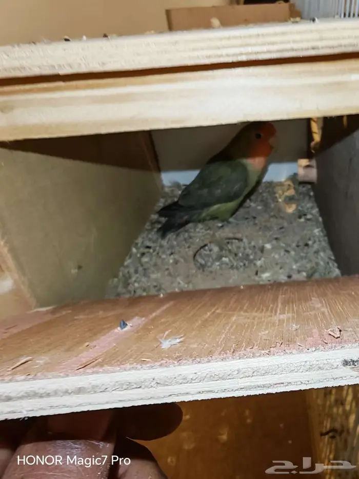 للبيع طيور روز منتجة 100   مع جميع متعلاقاتها من أقفاص 0