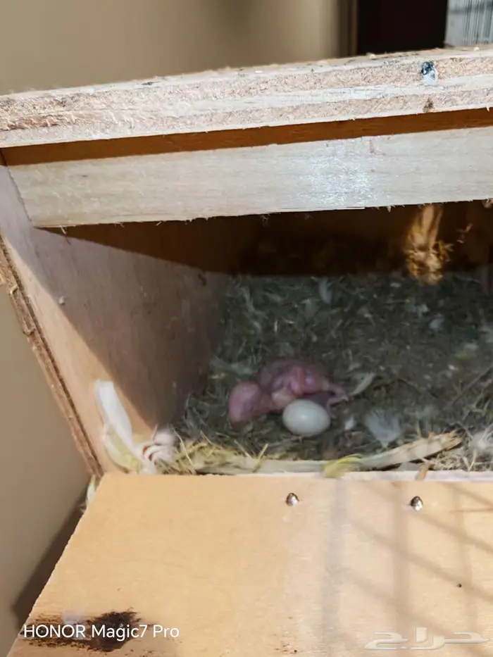 للبيع طيور روز منتجة 100   مع جميع متعلاقاتها من أقفاص 2