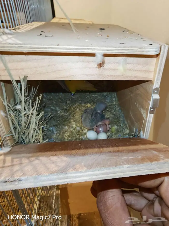 للبيع طيور روز منتجة 100   مع جميع متعلاقاتها من أقفاص 9