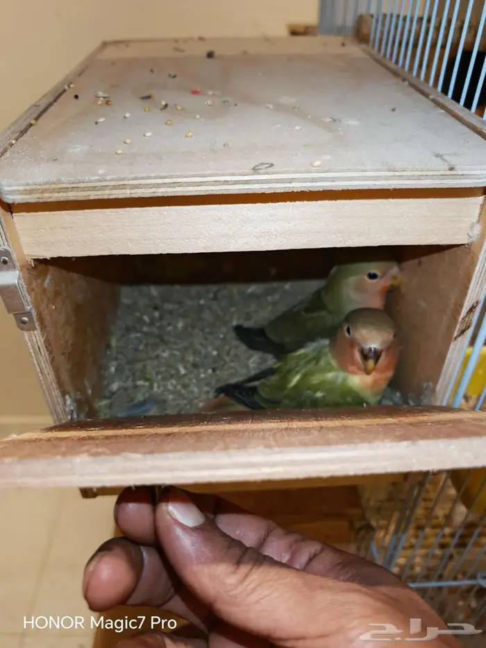 للبيع طيور روز منتجة 100   مع جميع متعلاقاتها من أقفاص 3