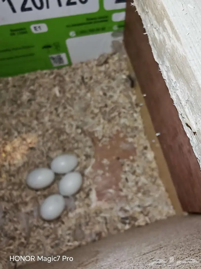 للبيع طيور روز منتجة 100   مع جميع متعلاقاتها من أقفاص 4