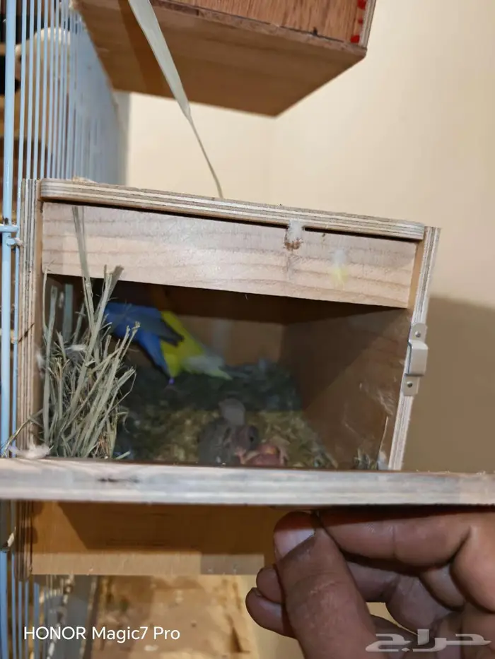 للبيع طيور روز منتجة 100   مع جميع متعلاقاتها من أقفاص 1