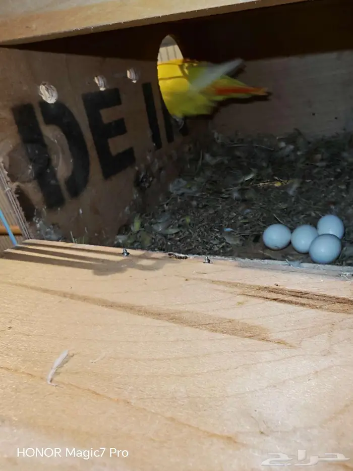 للبيع طيور روز منتجة 100   مع جميع متعلاقاتها من أقفاص 5