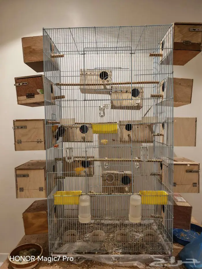 للبيع طيور روز منتجة 100   مع جميع متعلاقاتها من أقفاص 10