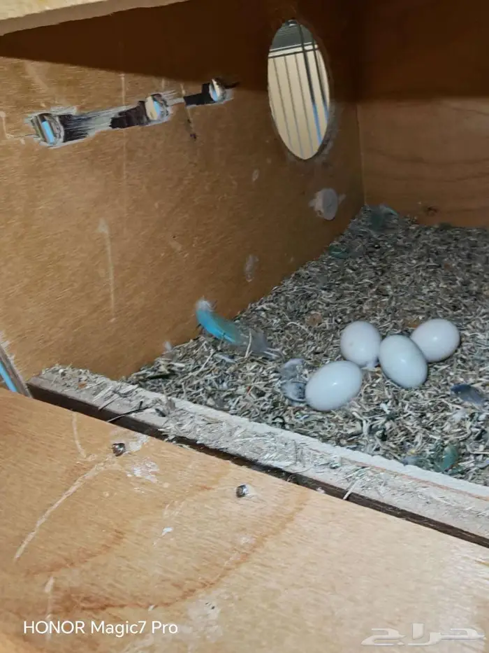 للبيع طيور روز منتجة 100   مع جميع متعلاقاتها من أقفاص 6