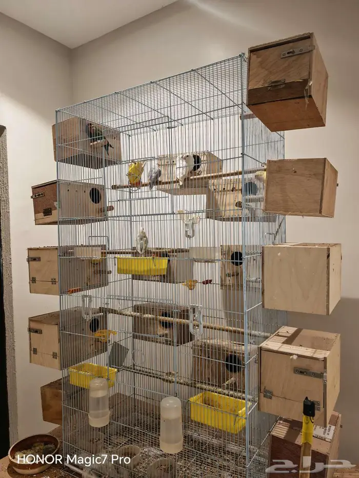 للبيع طيور روز منتجة 100   مع جميع متعلاقاتها من أقفاص 7