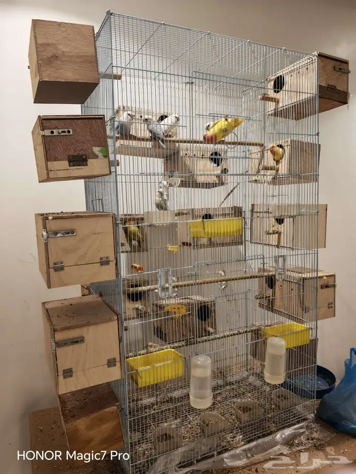 للبيع طيور روز منتجة 100   مع جميع متعلاقاتها من أقفاص 8