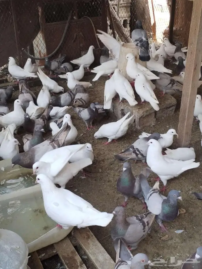 مشروع حمام فرنسي لاحم سوبر جامبو منتج سلفر وابيض 6