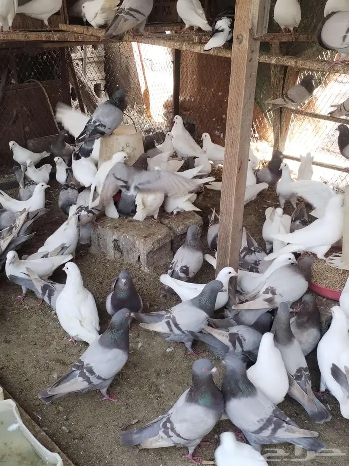 مشروع حمام فرنسي لاحم سوبر جامبو منتج سلفر وابيض 5