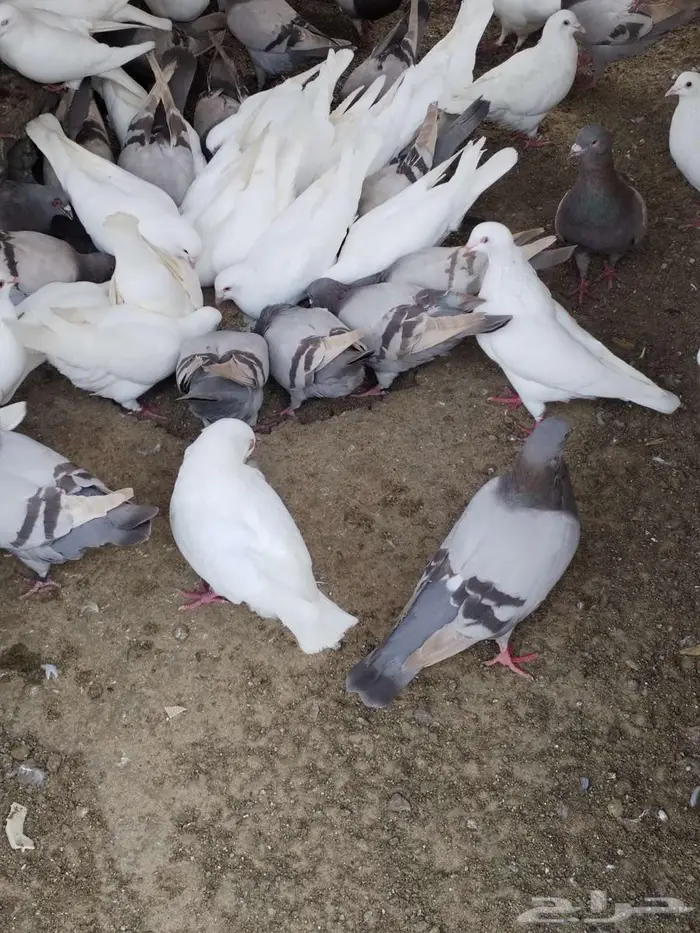 مشروع حمام فرنسي لاحم سوبر جامبو منتج سلفر وابيض 0