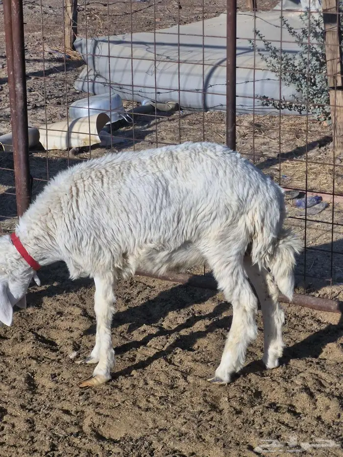 ذبايح طليان ب1250 0