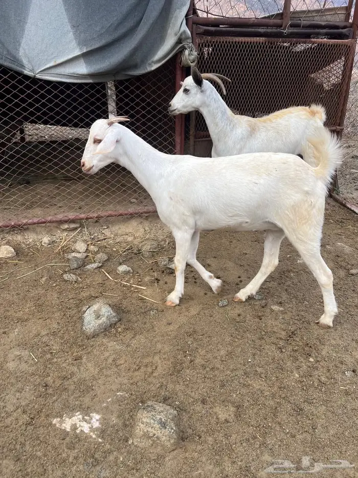 معزا بيشيات صنف 1