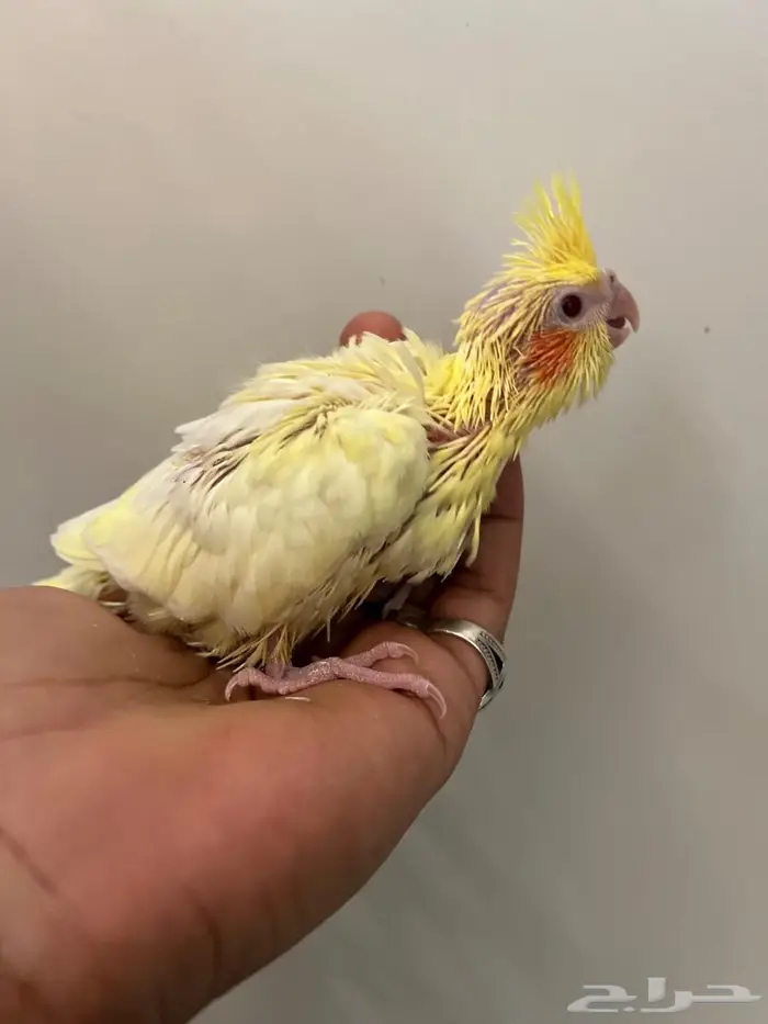 فرخ كروان لاتينو عيون حمرا 6