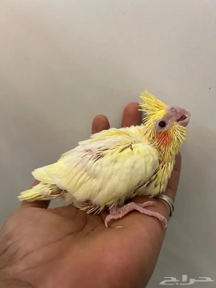 فرخ كروان لاتينو عيون حمرا 0