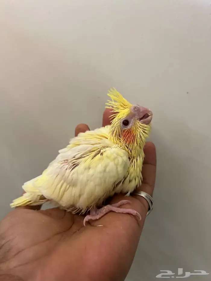 فرخ كروان لاتينو عيون حمرا 7