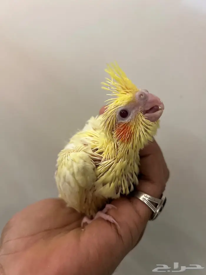 فرخ كروان لاتينو عيون حمرا 8