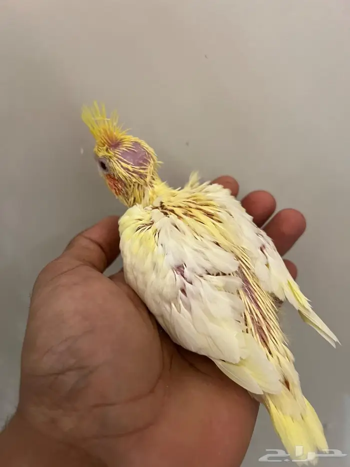 فرخ كروان لاتينو عيون حمرا 9